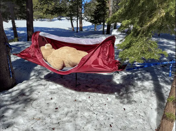 Bear laying in survival tent to show space in tent